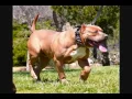 Bully XXL pitbulls BIG GEMINI KENNELS XL Pitbulls pitbull puppies huge pitbull