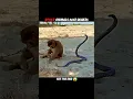 Download Lagu Cats Outsmart Snakes with Lightning Reflexes! #trending #animals #wildlife #cat #snake #viral MP3