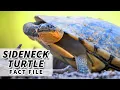 Sideneck Turtle Facts the SNAKE NECK Turtle Animal Fact Files