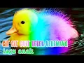 Download Lagu Lagu anak lucu cicit cuit cit cit cuit bebek berenang | Lagu anak populer Indonesia cit cit cuit