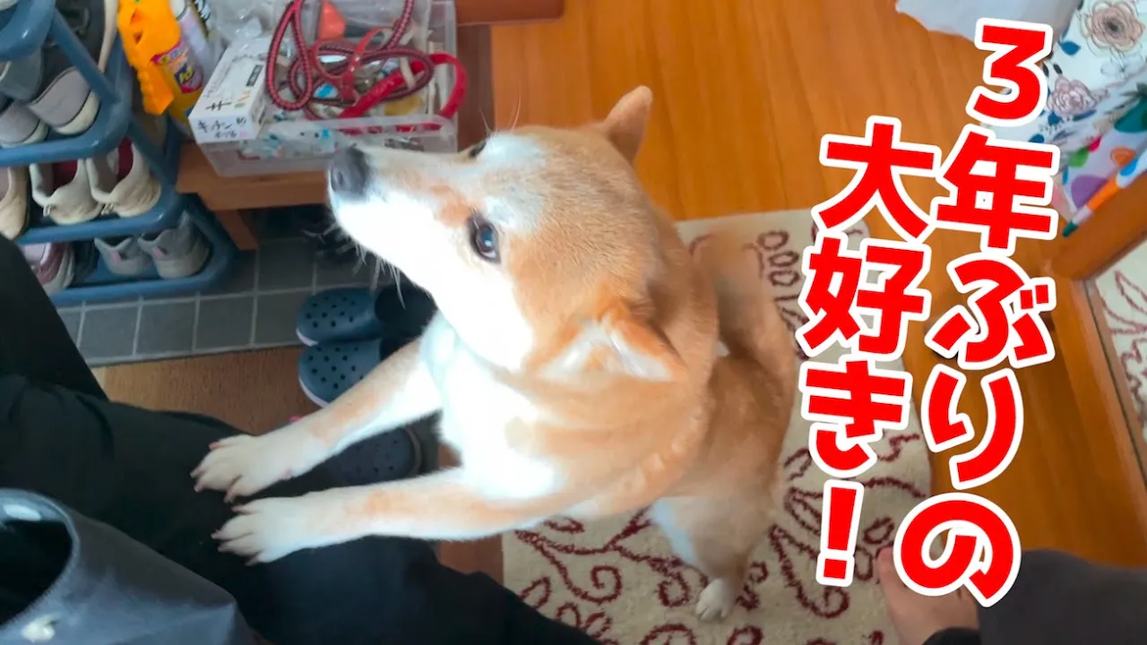 3年ぶりに大好きなおじさんが來て大歡喜の柴犬