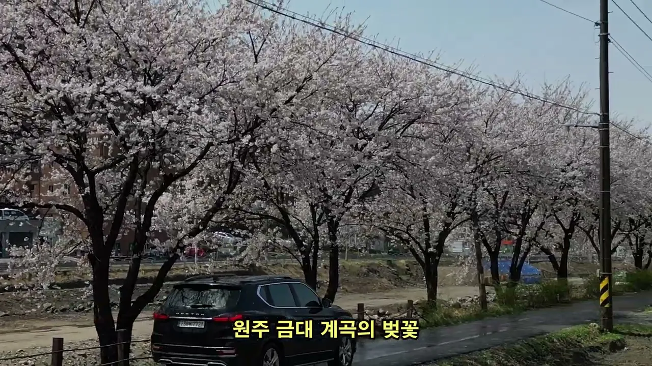 원주 금대 계곡 벚꽃 구경 썸네일