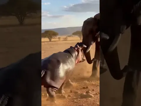 코끼리vs하마 헤비급대전 #animals