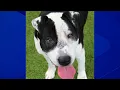 George Ford the dog up for adoption at the Humane Educational Society in Chattanooga