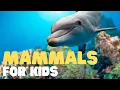 Mammals for Kids Learn all about the unique characteristics of mammals and what mammals are