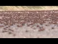 Jiminy Cricket Mormon crickets are back on Idaho roads