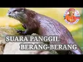 Lagu Suara Panggil Berang-berang