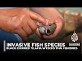 Invasive fish species Blackchin Tilapia devastating Thailand fisheries