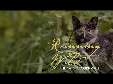 Running Wild: The Cats of Cornwall | Knowledge Network