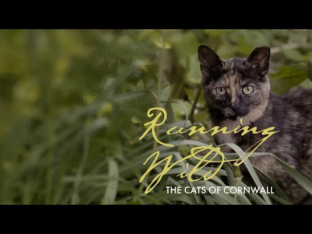 Running Wild: The Cats of Cornwall | Knowledge Network