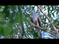 Download Lagu Mountain Imperial Pigeon | Bokor Mountain  Cam Nature