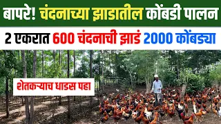  2 एकरात चंदन शेती आणि २००० पक्षाचे कोंबडी पालन! | 2 Acre Chandan sheti | चंदन शेती | शोध वार्ता | 