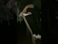 hanging wedgie