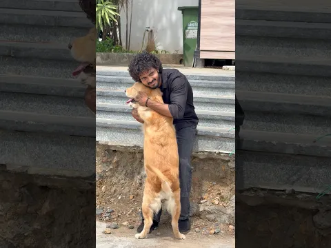 Sometimes, God doesn’t send an angel He sends a Reggie. 🐾❤️ #goldenretriever #dog #puppies