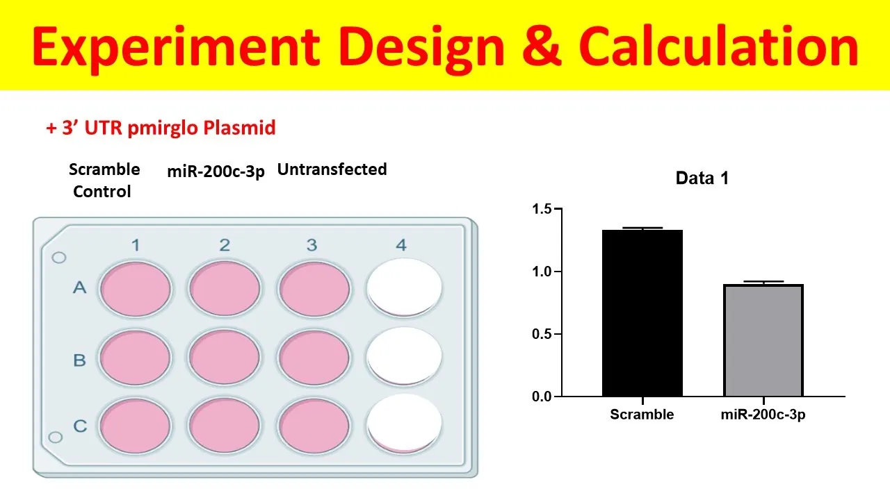 Dual Luciferase Reporter Assay: Experimental Design, Protocol, Calculation, and Data Interpretation