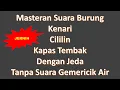 Download Lagu Masteran Suara Burung Kenari Cililin dan Kapas Tembak Dengan Jeda Tanpa Suara Gemericik Air