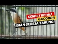 Download Lagu Cendet Gacor Isian Gereja Tarung Dan Lovebird Ngekek Panjang Bagus Buat Masteran