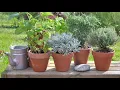Top 10 Herbs with the Highest Market Demand Profits Smart Agri Hub