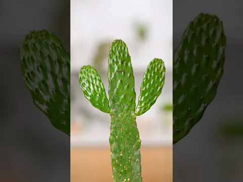 Pet Cactus