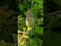 Download Lagu Suara Burung - Suara Burung Chaffinch Betina yang Indah.