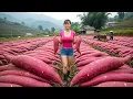 Lagu REWIND TIMELAPSE -- Harvest A Lot Of Giant Banana, Sweet Potato, Eggplant Go To Market Sell