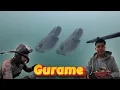 Download Lagu Tak Terduga!!! Jumpa 2 Ekor Gurame Babon Danau Toba Saat iseng Cari Lauk di Spot Ini.