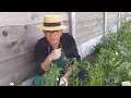 Download Lagu Jardin fleuri au mois de mai :connaissance des végétaux fleuris et qui se ressèment seul.
