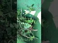Download Lagu Vliegen en wespen in schillenbak- overlast Langendijkstraat 33- Spaarnelanden
