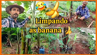 🍌🍌Cleaning the banana plantation 🍌for seedling production🍌, dwarf, dwarf and princess apple varie...