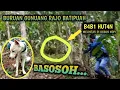 Download Lagu BABI HUTAN MELINTASI KEBUN KOPI || BURUAN GUNUNG RAJO