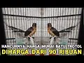 Lagu INI YANG TERJADI || HARGA MURAI BATU TROTOLAN DIJUAL DARI 90 RIBU DI PASAR BURUNG PRAMUKA 