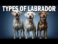 Types of Labrador Dogs Explained Which One is Right for You