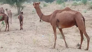 قافلة الجمال تسير نحو صحراء الرمال 