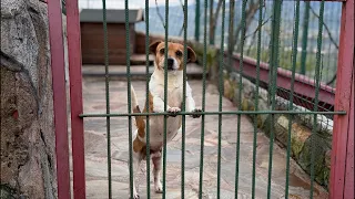 Pars Reis Baba Olacakmı ? Jack Russell Krallığı👑 kanalı canlı yayında