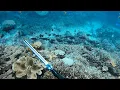 Download Lagu Spearfishing Coral Trout Heaven Fish EVERYWHERE!