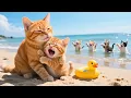 Download Lagu Poor Ginger Kitten Can’t Swim and Gets Mocked, Mama Cat Wholeheartedly Taught It To Learn To Swim😿❤️