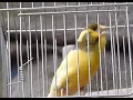 Download Lagu TIMBRADO CANARY SINGING -  canarios cantando campeones