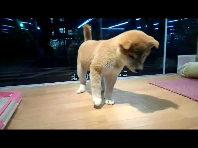 動画