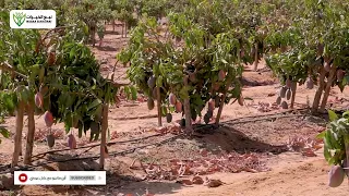 دراسة جدوى والأرباح السنوية لزراعة مانجو الاوستن  دندنها