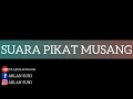 Download Lagu SUARA ANAK MUSANG / TANGISAN ANAK MUSANG / SUARA PIKAT MUSANG / MANCING MUSANG / PEMIKAT