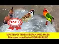 MASTERAN TERBAIK SEPANJANG MASA materi sambung cililin, gereja,lovebird#satu nafas