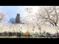 New York SAKURA cherry blossom in Japanese PARK Morningside Heights April 2022 Walking Tour 4K