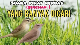 suara pikat burung kerak basi alis hitam sinchan yang paling banyak dicari 