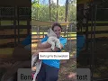 Bento is available to adopt at the Berkeley campus of CharlestonAnimalSociety