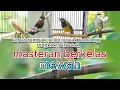 Download Lagu masteran mewah berkelas || burung kapas tembak; cililin; cucak cingkong \u0026 trucuk ||
