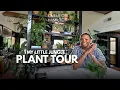My Little Jungle Plant Tour Carmeon Hamilton