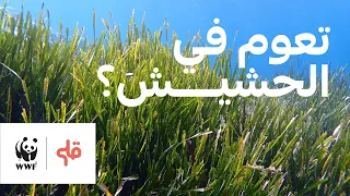 غطسة مع حشيش البحر 