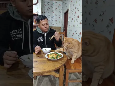 kucing nya pengen sarapan juga 😂 #shortsfeed