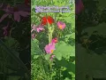 Download Lagu Wildflowers Soundbath