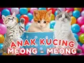 Download Lagu ANAK KUCING MEONG MEONG‼️ KUCING LUCU-LUCU KUCING JOGET‼️KUCING MEONG MEONG #kucinglucu #catlovers